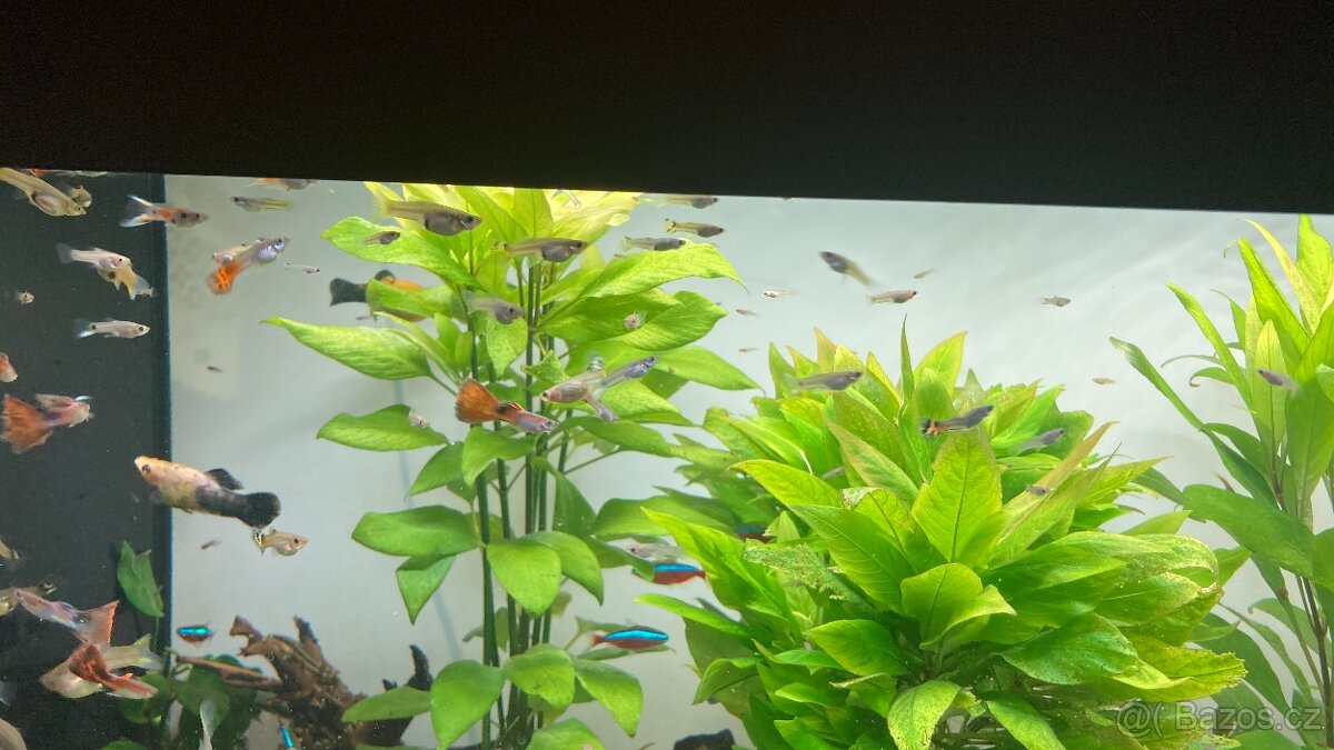 Paví očka všech velikostí - 2