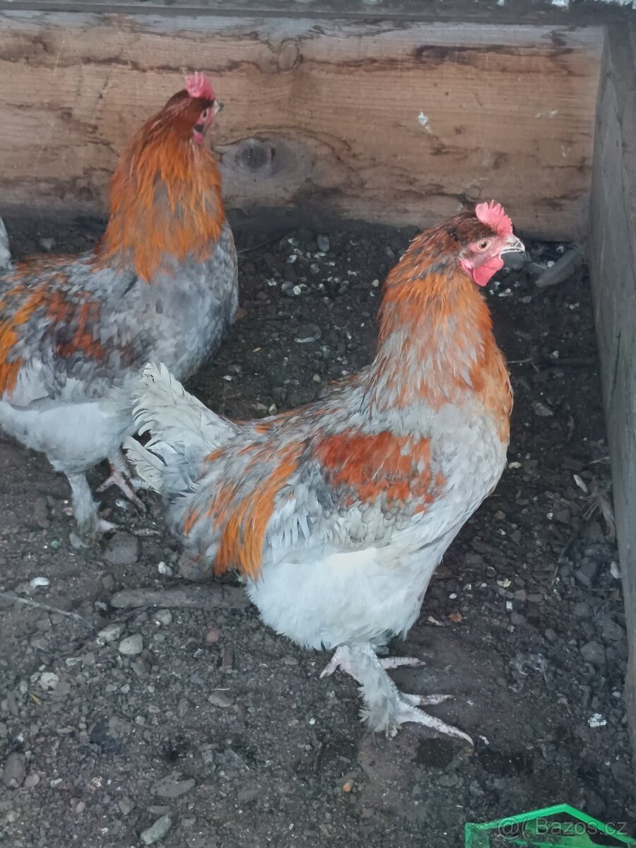 Kohout maranska - 2
