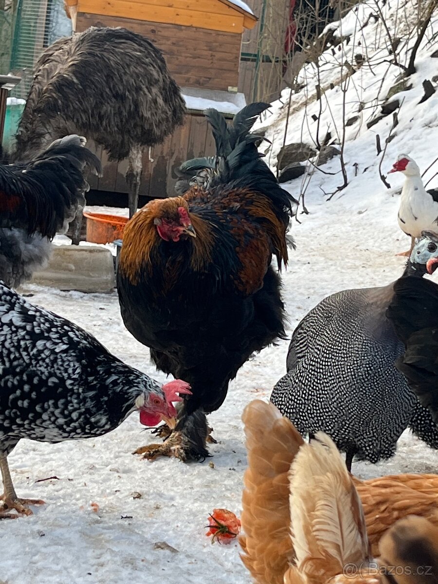 Brahmánka velká - 2