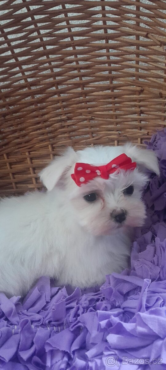 Maltézský psík, Maltézáček bez PP, - 2