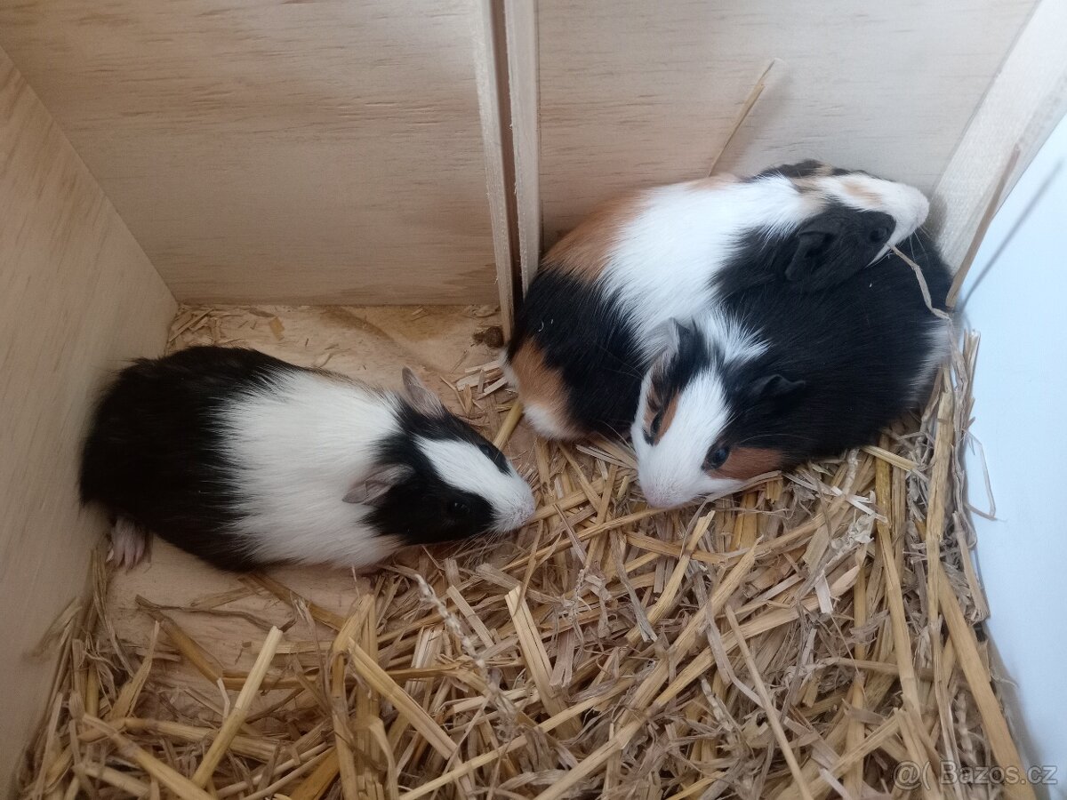 2 krásná morčátka, kluci, mláďata - 2