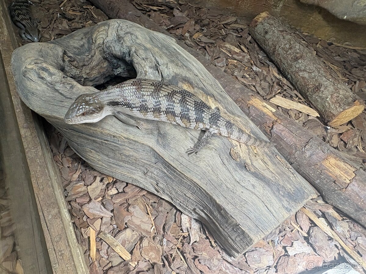 Tiliqua scincoides scincoides - 2