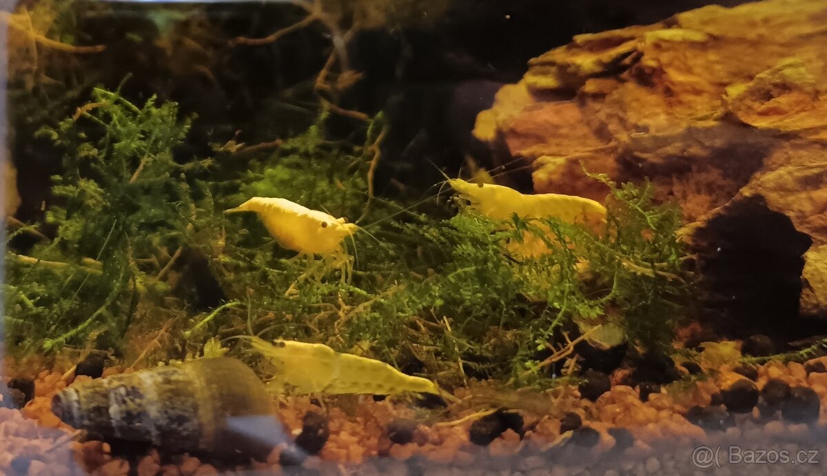 Krevety Neocardina - 2