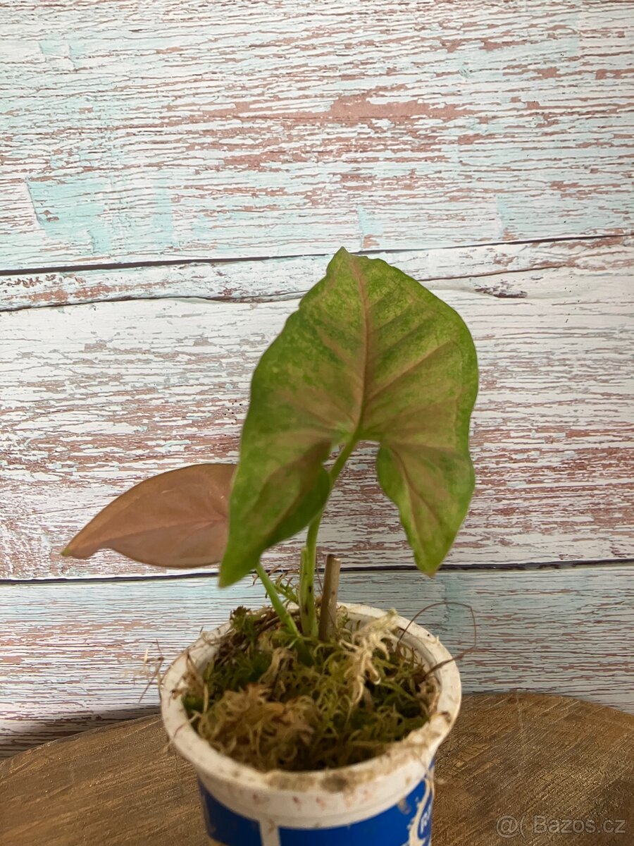 Syngonium pink margarita - 2
