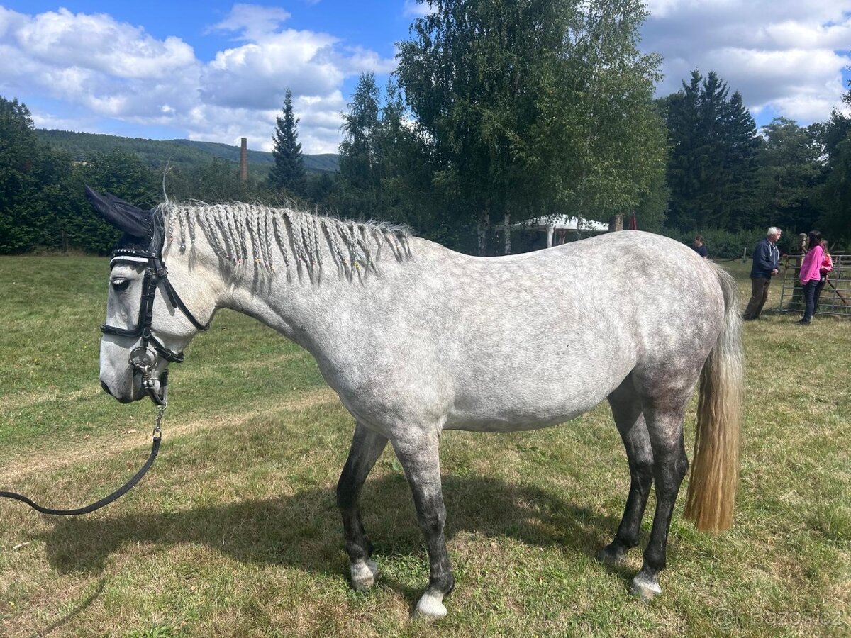 6letá pony do sportu - 2