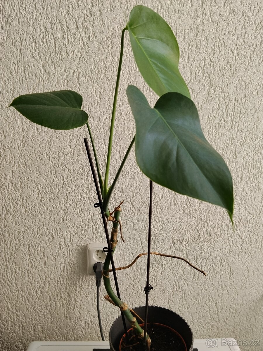 Monstera menší - 2