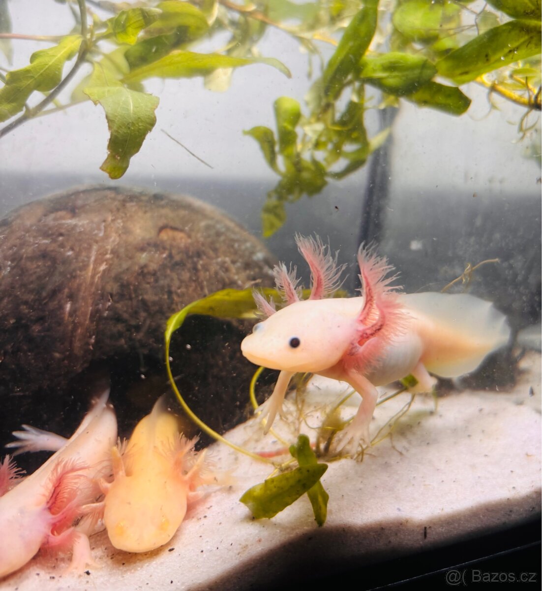 Axolotl + akvarium spěchá - 2