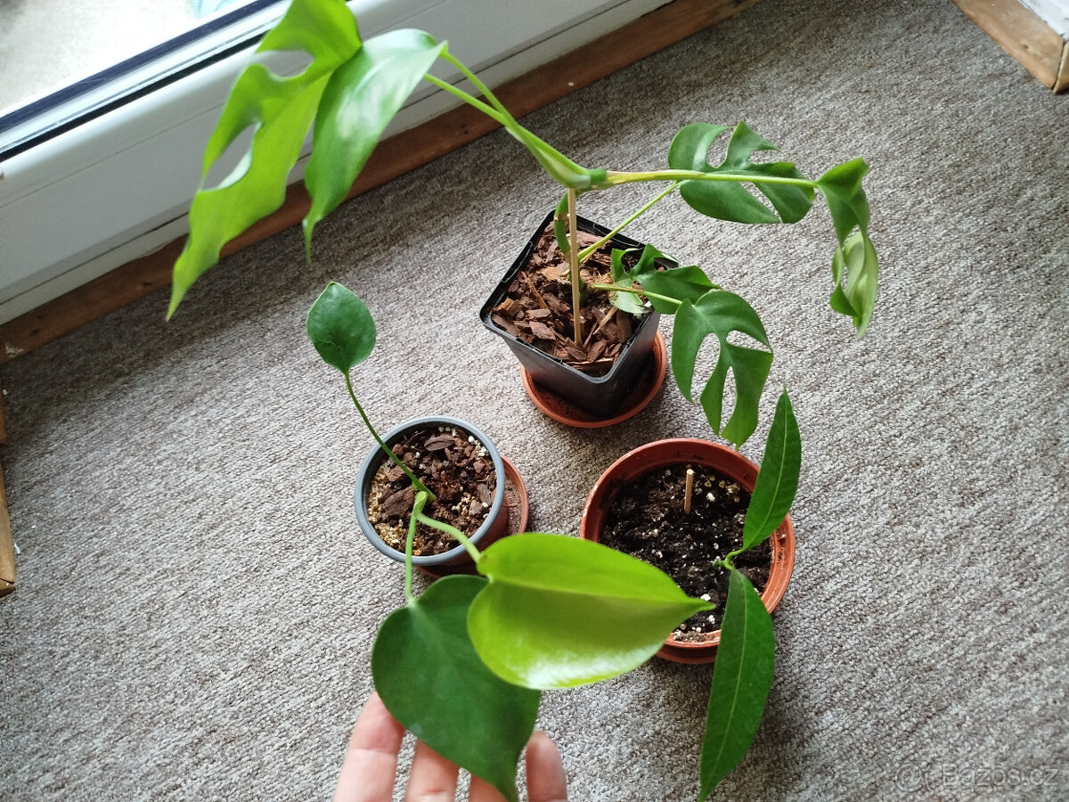 Skupinka 2x monstera a mango - 2