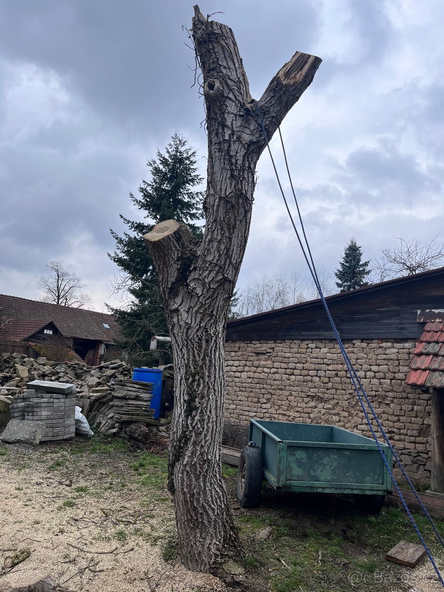 Ořech kmen - 2