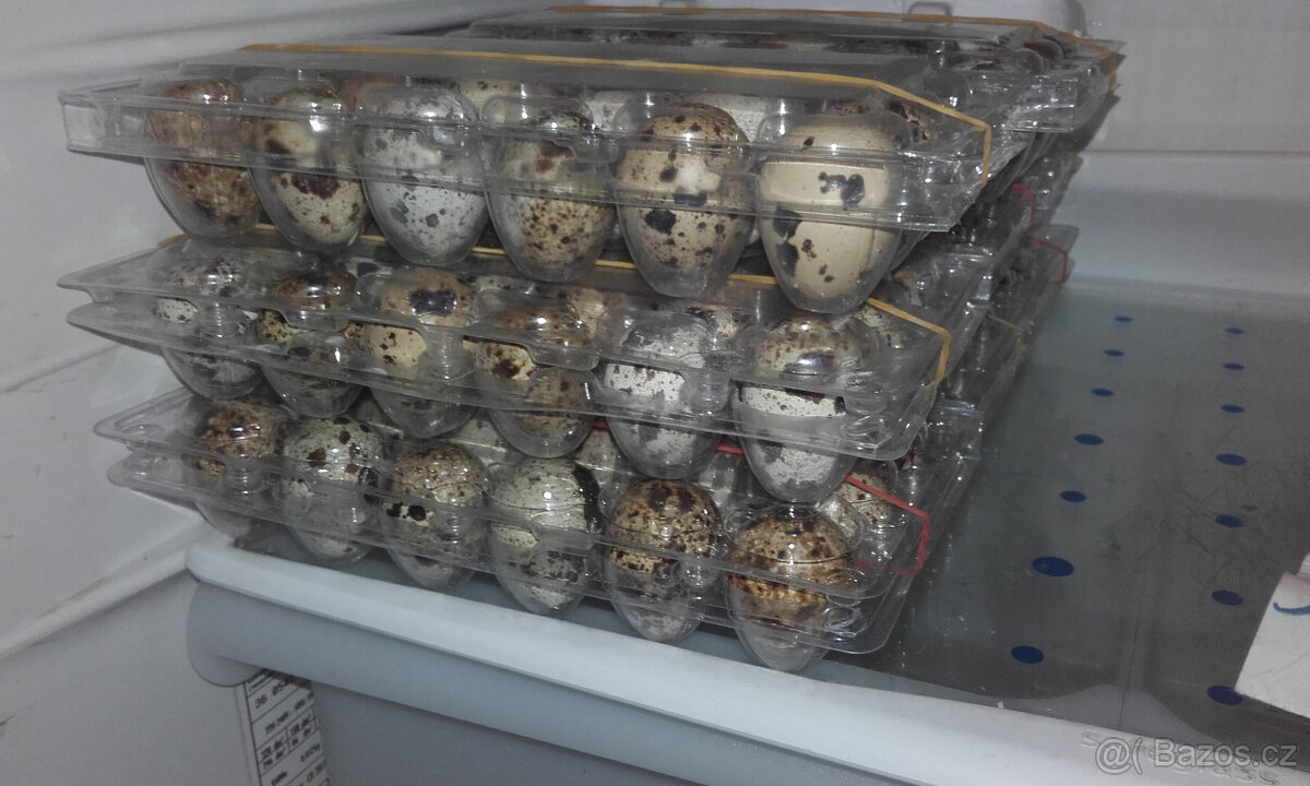 domácí křepelčí vejce - 2