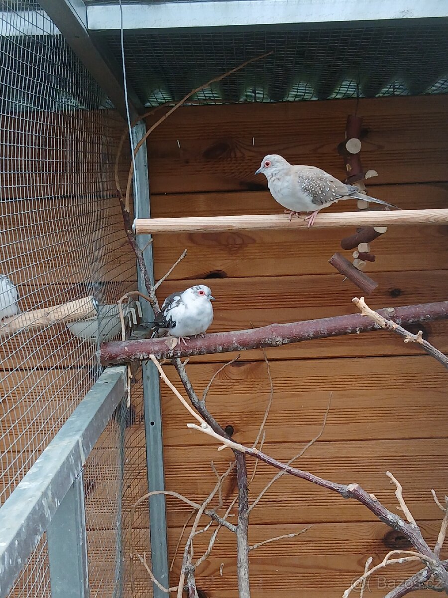 Holoubek diamantový - 2