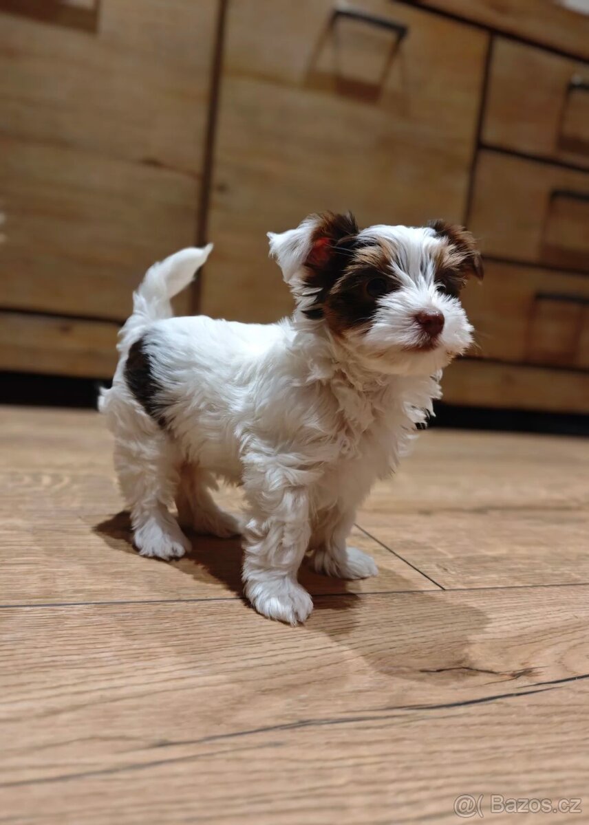 Jorkširský terier s PP - 2