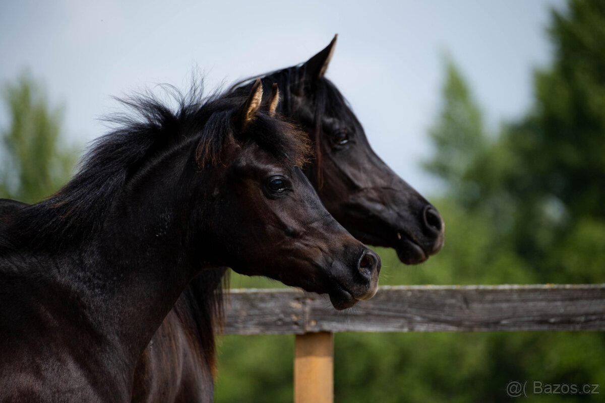 Arabský plnokrvník - 2
