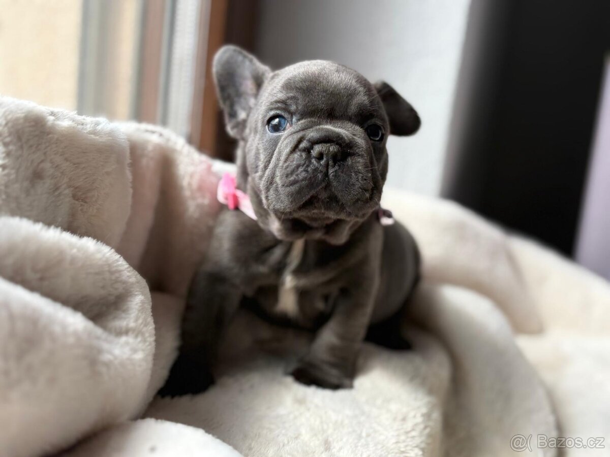 Francouzsky buldoček - 2