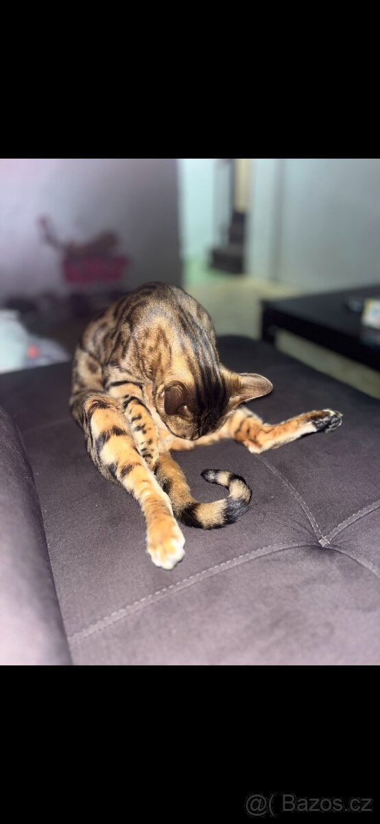 Kočka bengalská - 2