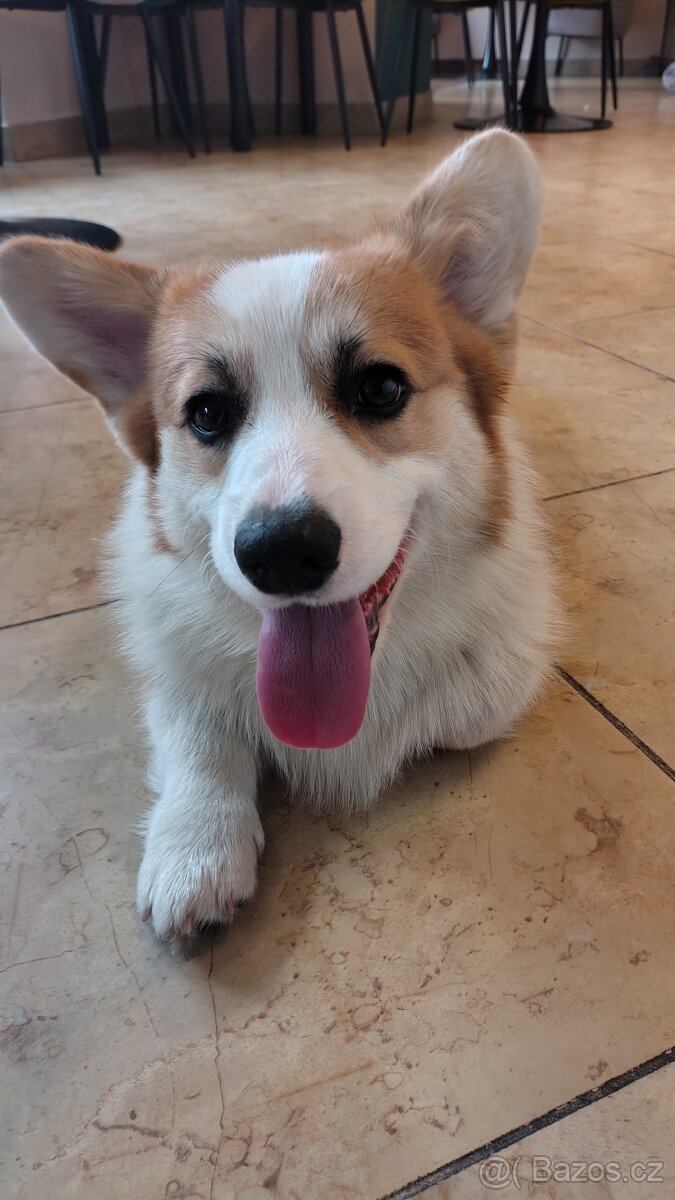 Welsh Corgi Pembroke FCI - 2