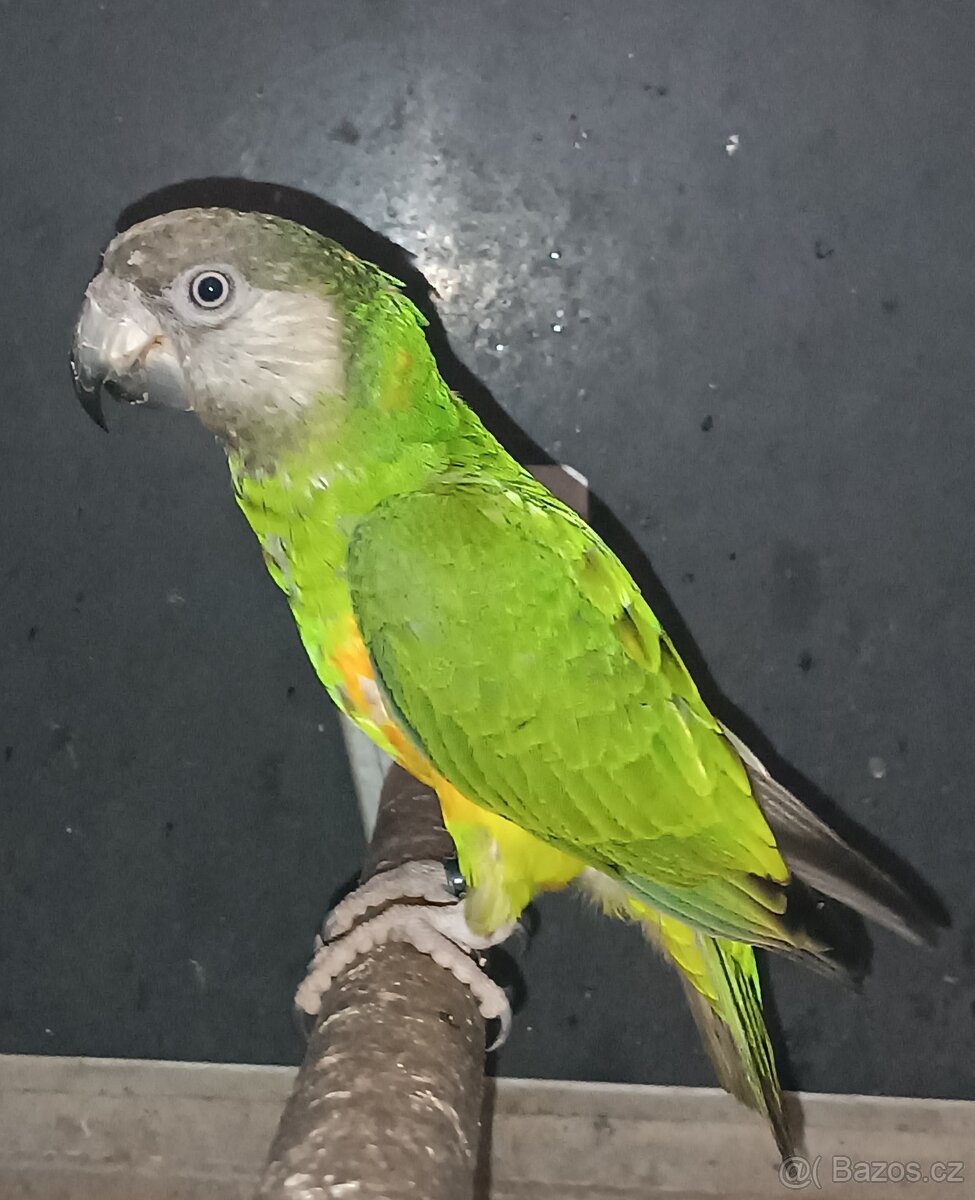 Papoušek senegalský - 2