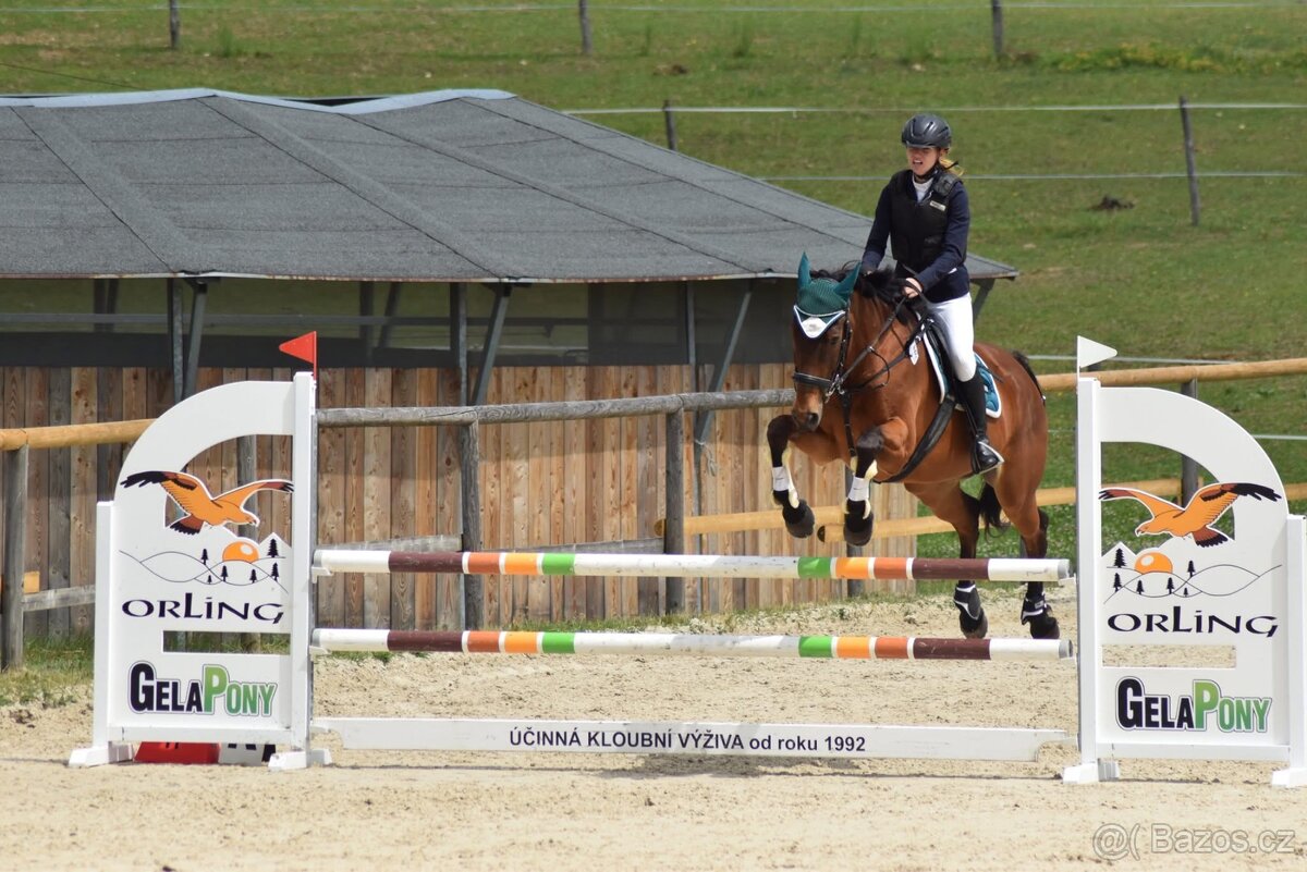 Kobyla na rekreaci, společník, do chovu - 2