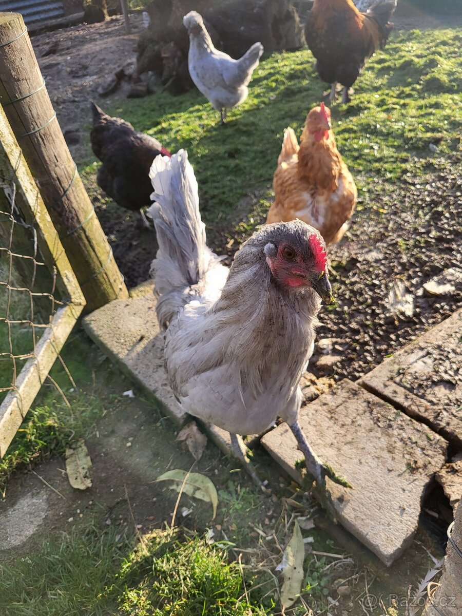 Kohouti na prodej - 2