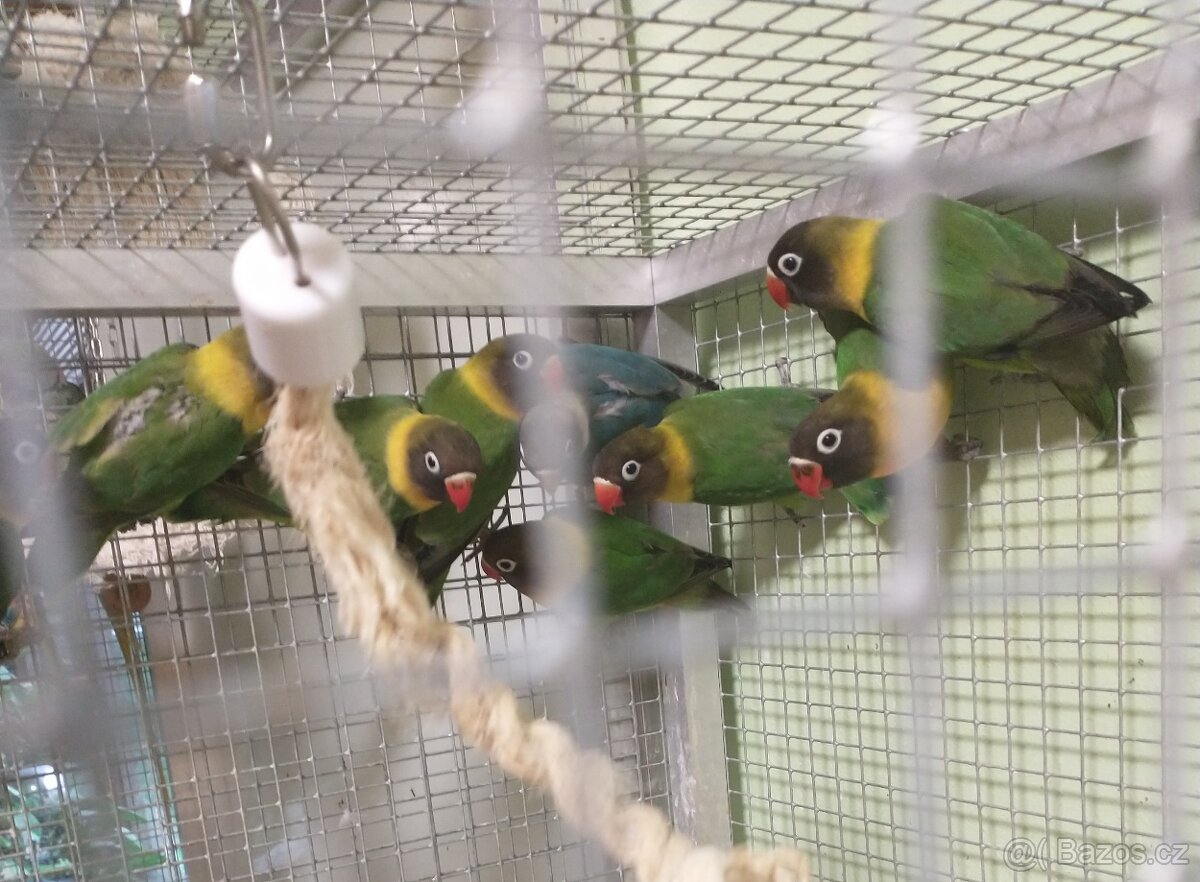 Agapornis škraboskový - 2