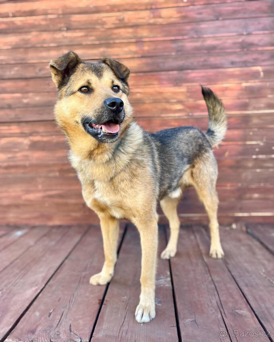 LAKY - kastrovaný psík 4 roky - 2