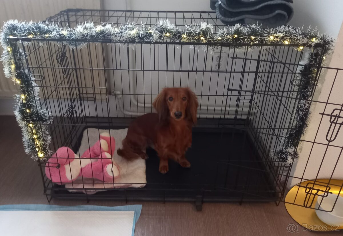 Krytí, dlouhosrstý trpasličí jezevčík - 2