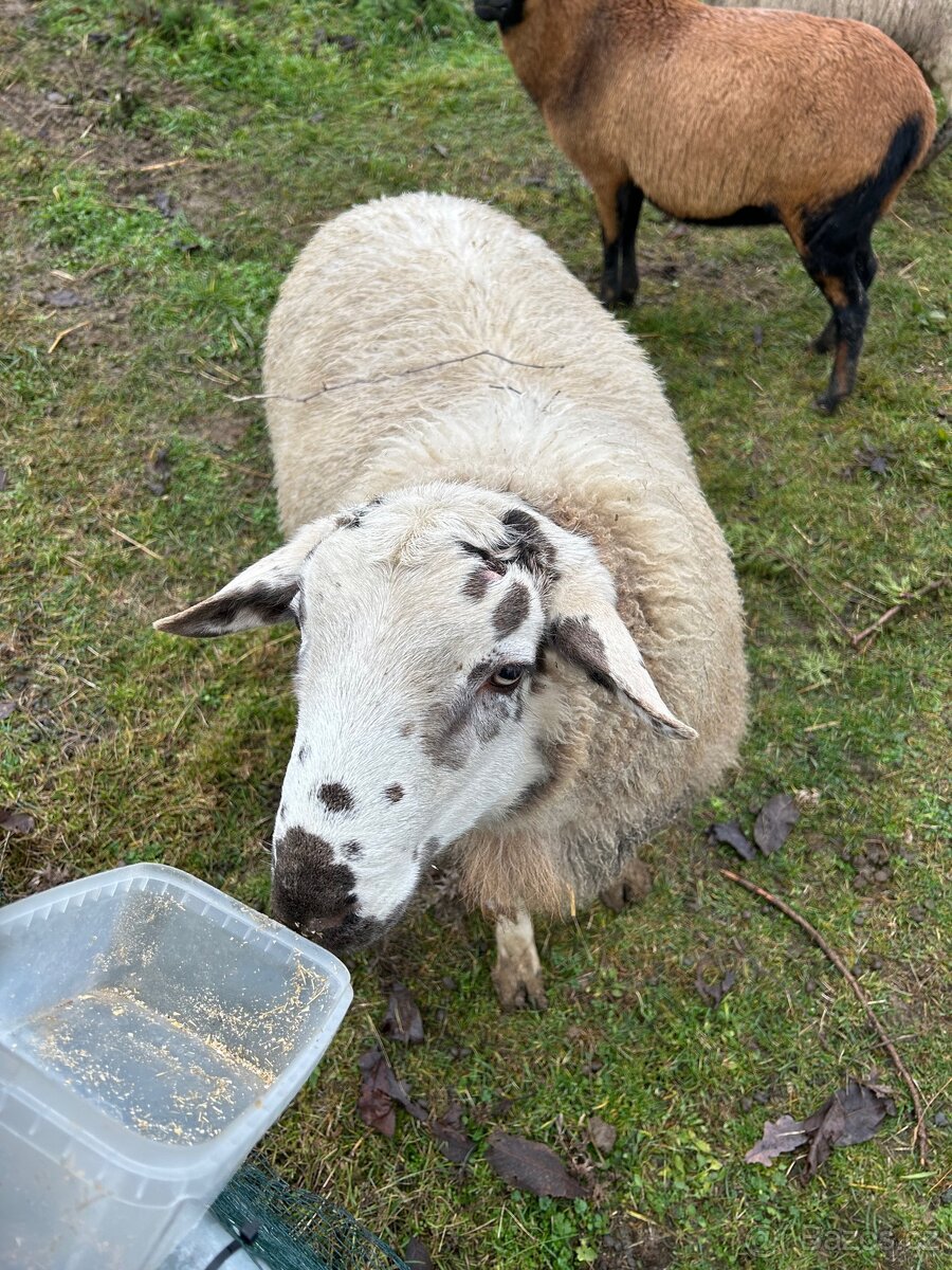 Prodám dva letošní berany - 2