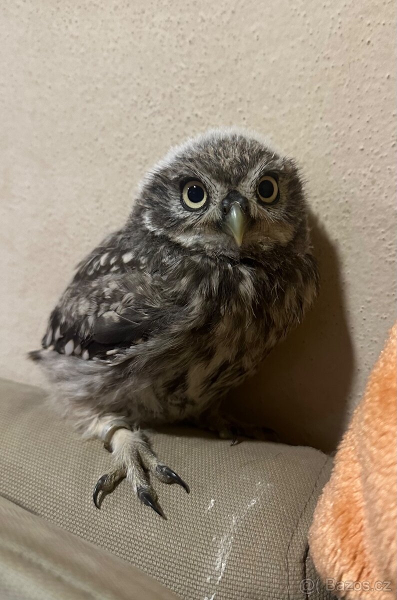Sýček obecný samice - 2