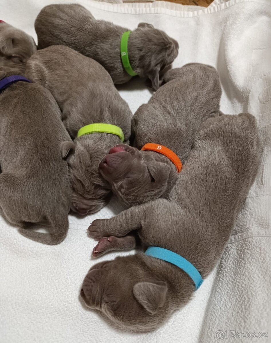 Výmarský Ohař - 2