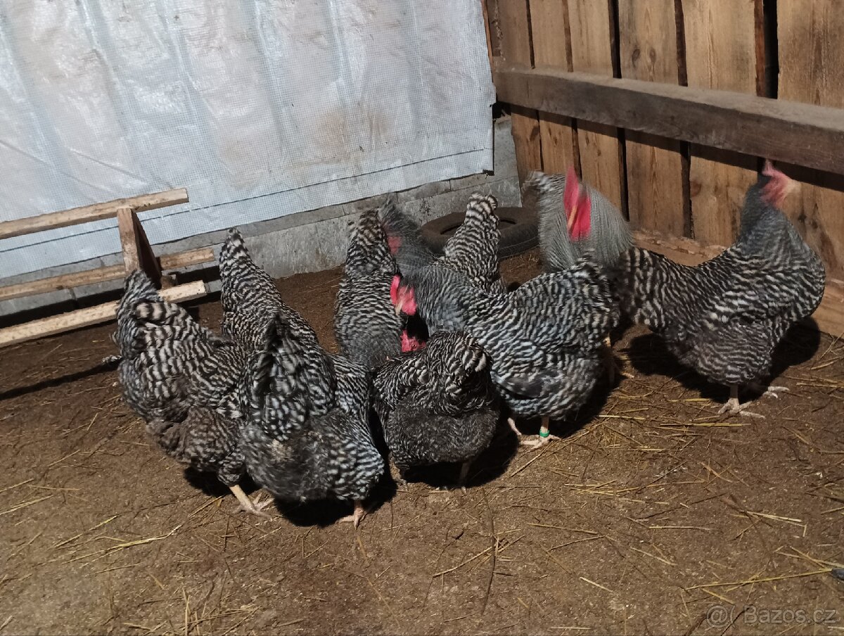 Násadová vajíčka Amroks velké - 2