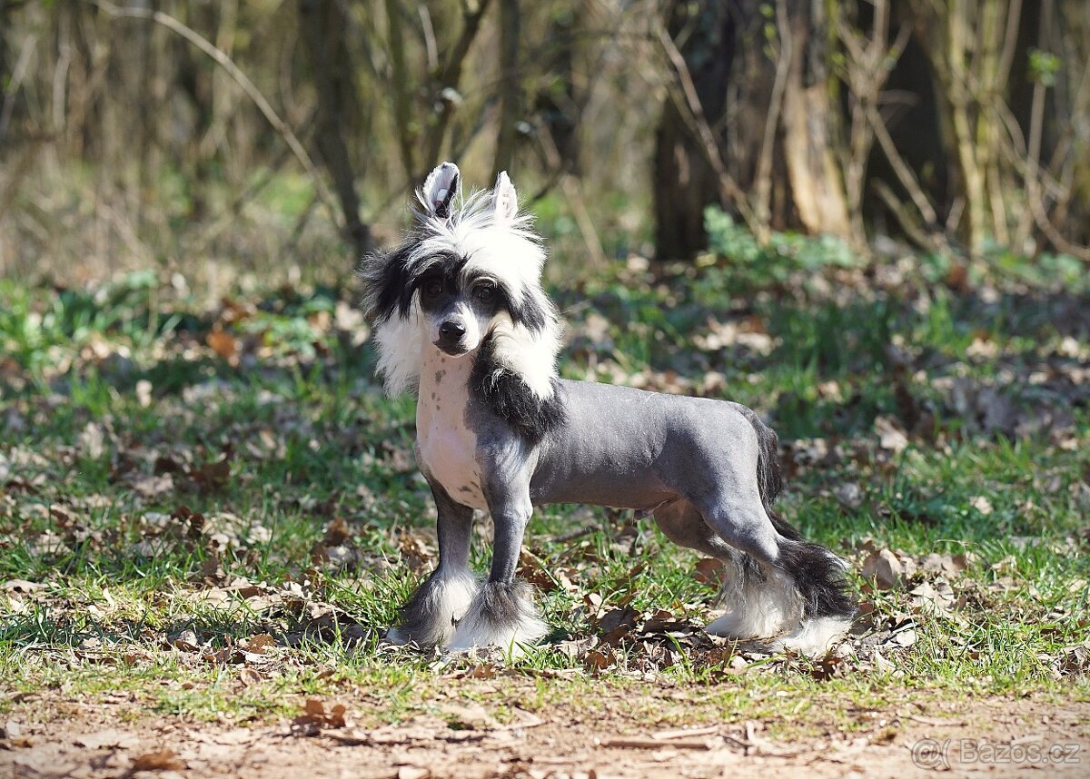 Čínsky chocholatý pes s PP - 2