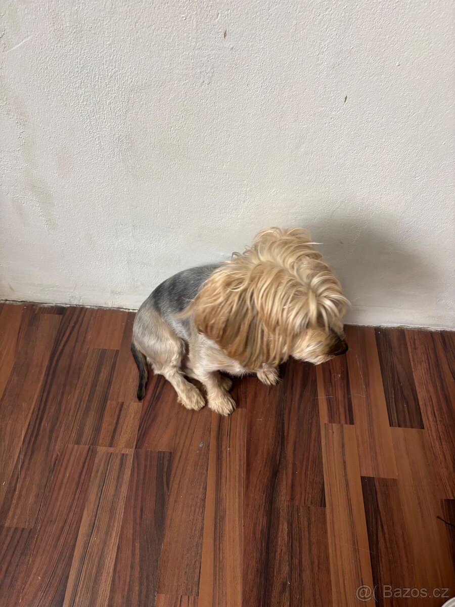 yorkšírský teriér - 2