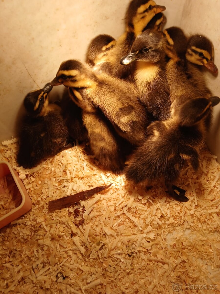 Indický běžec - 2