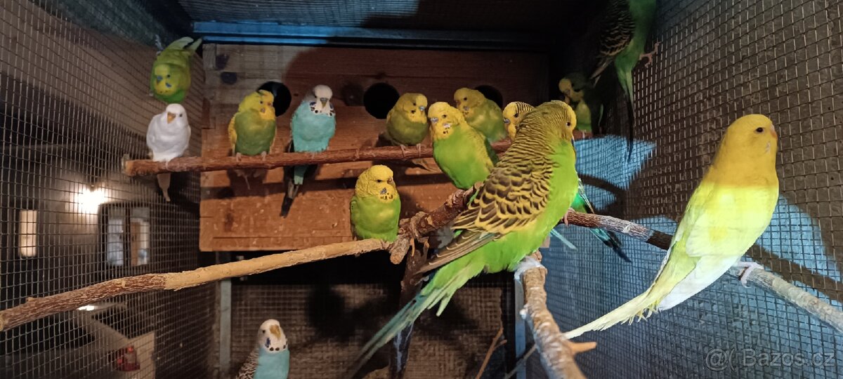 Prodám andulky - 2