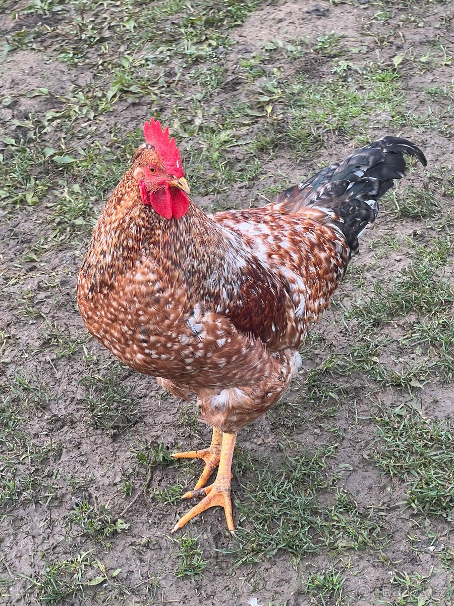 Letošní kohouti - 2