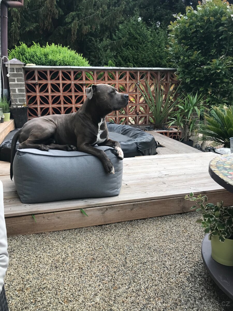 Americký štafordšírský teriér - 2