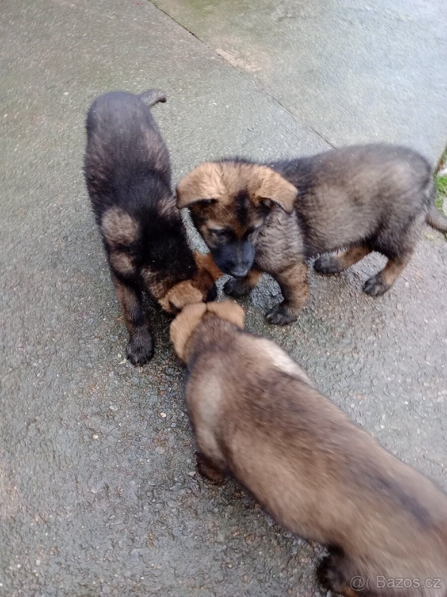 Německý ovčák - 2