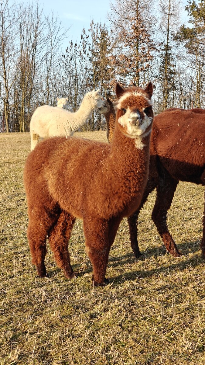 Rezervace alpaciho samecka - 2
