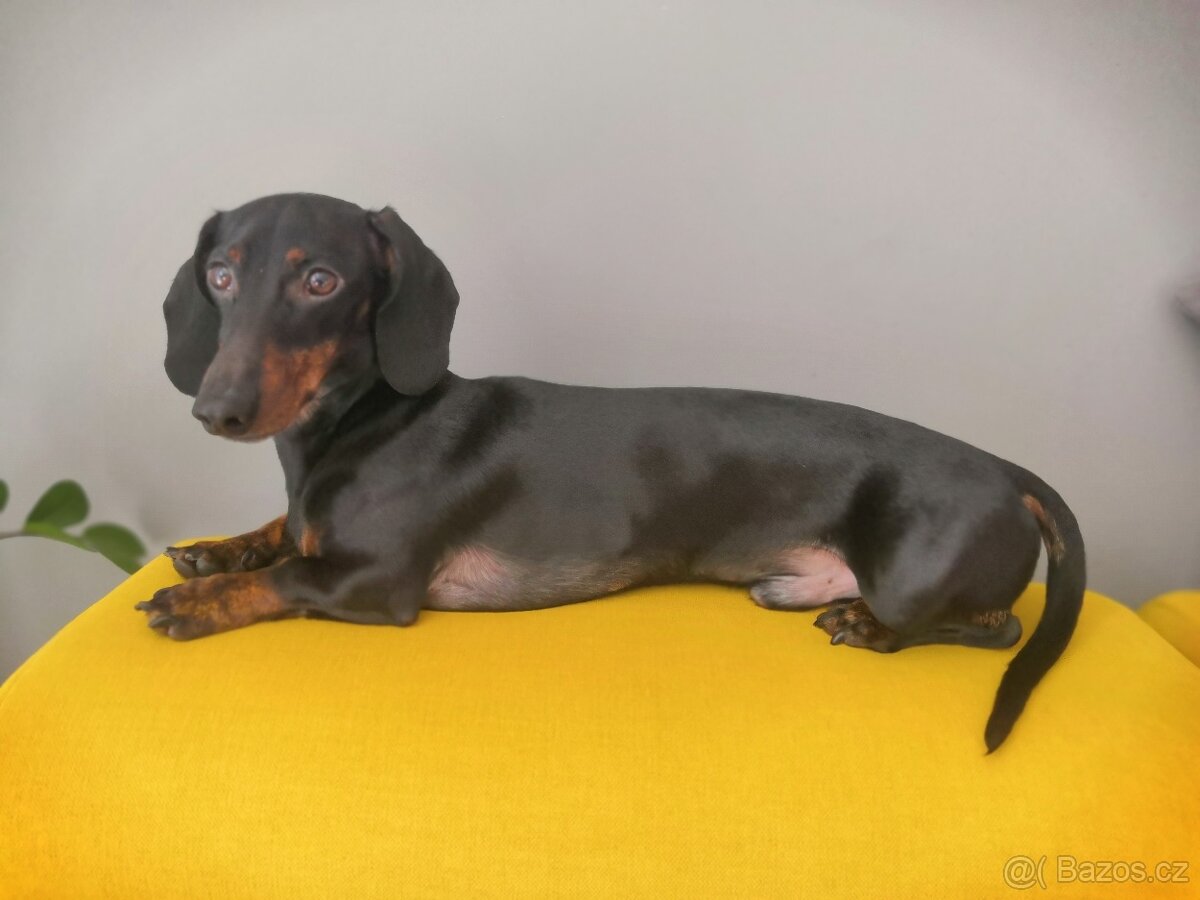 Trpasličí jezevčík - 2