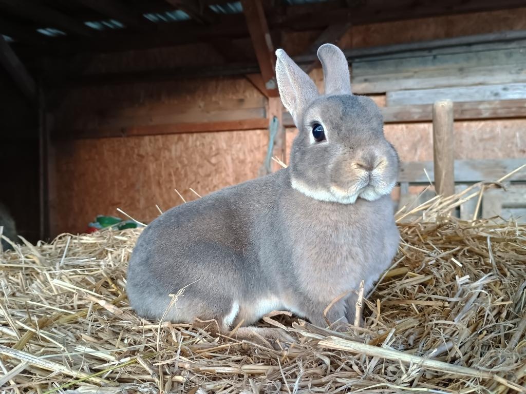 Zakrslá samička rex mazlík - 2