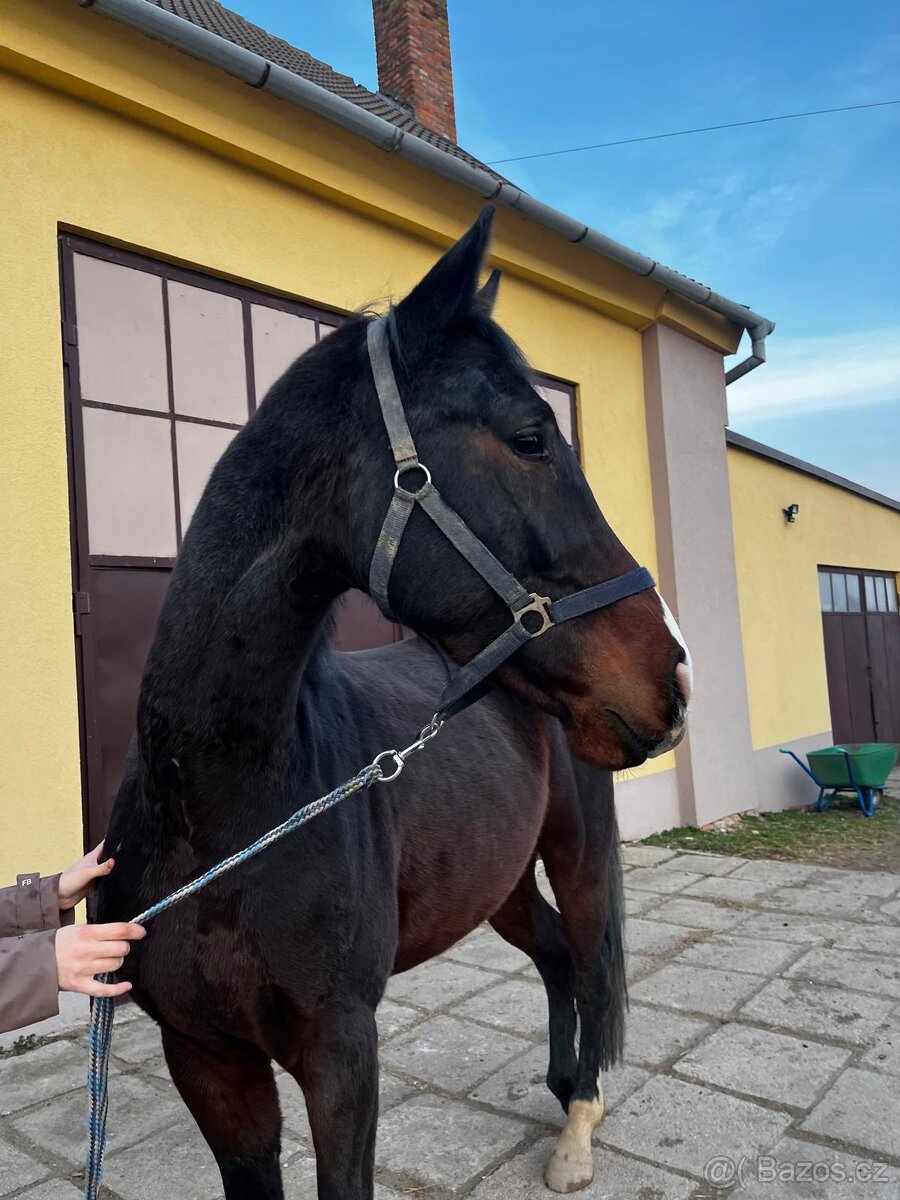 mladý valach po Corlensky Ruf - 2