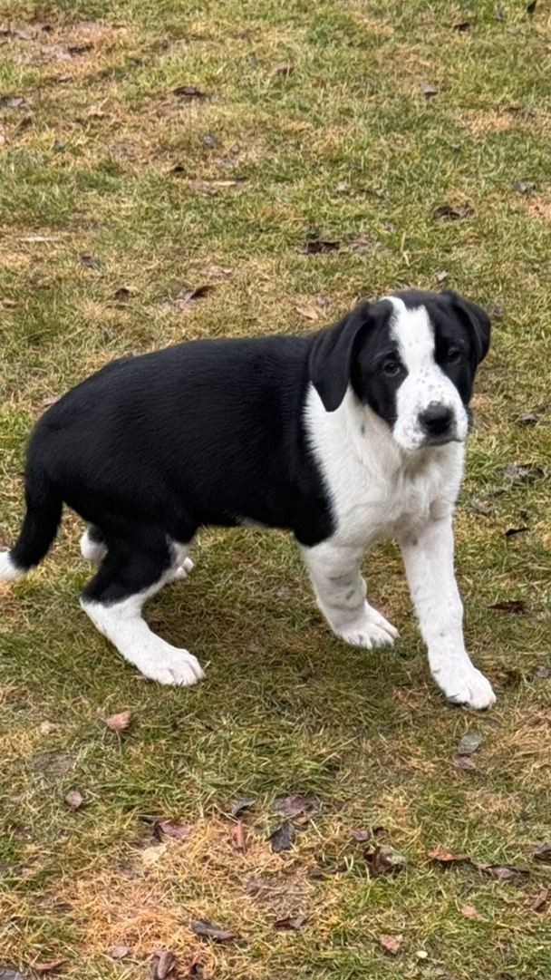 2-měsíční štěně x dvou plemen s PP - 2