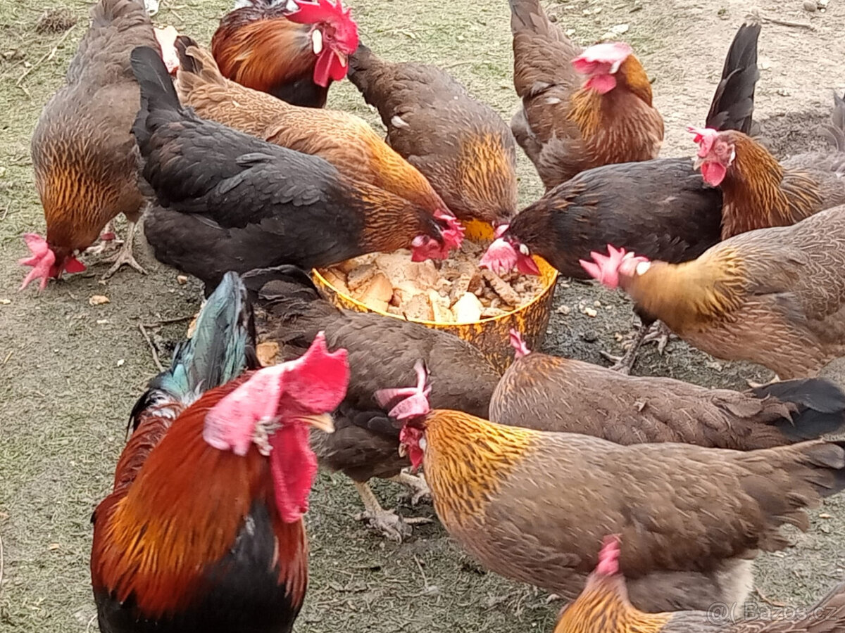 Násadová vejce - 2