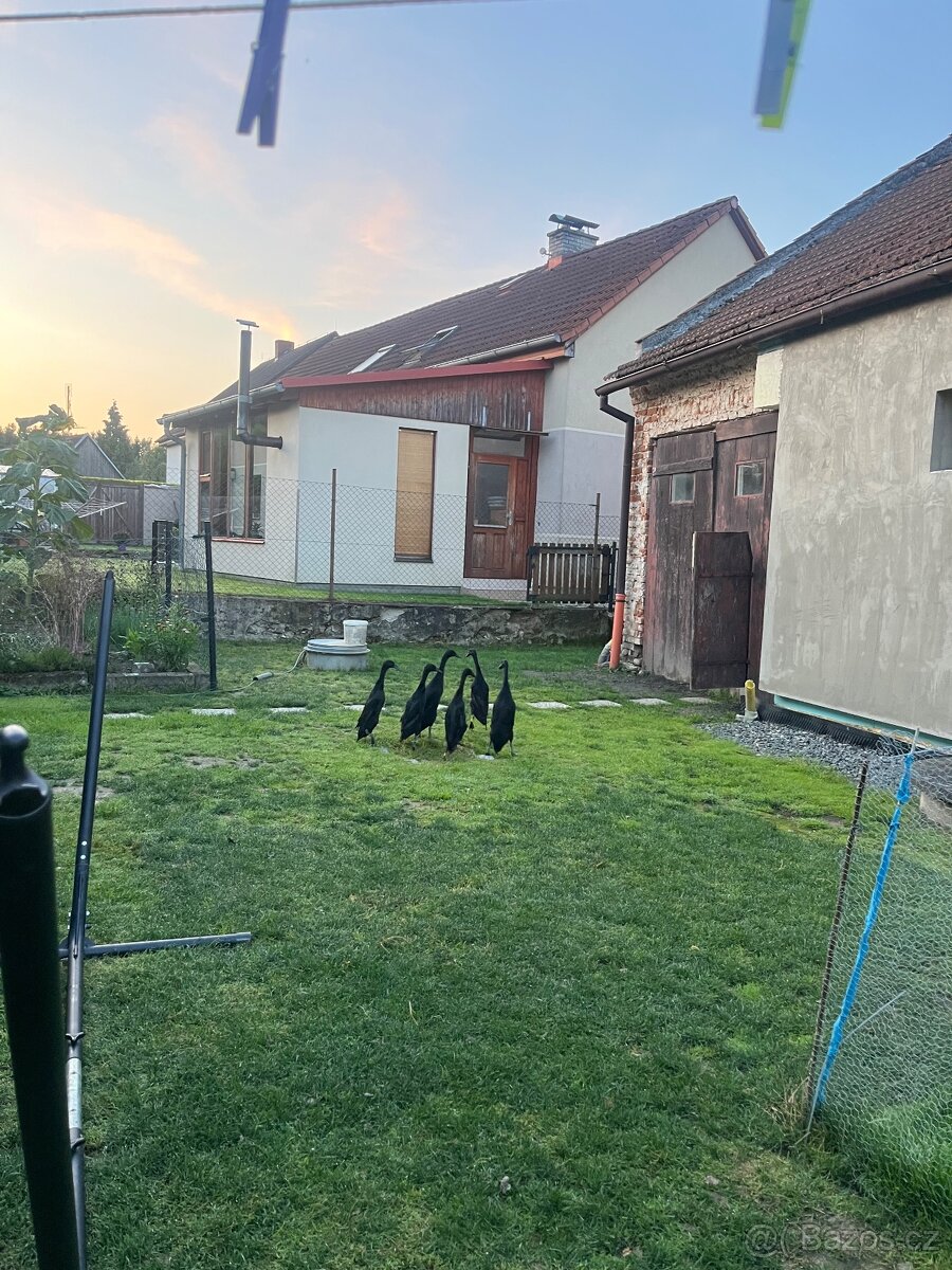 Násadová vejce - 2