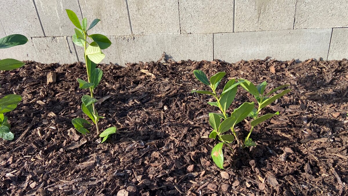 Bobkovišeň Novita - 2