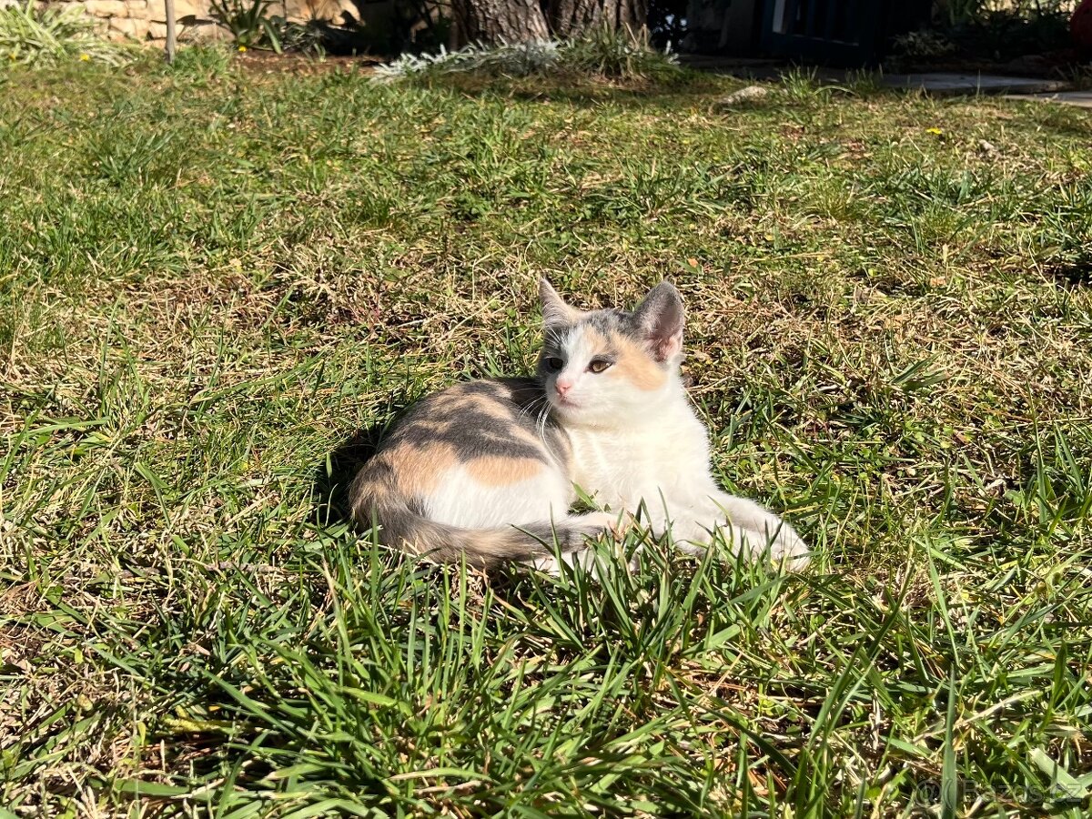 Křiženec britky - kočička - 2