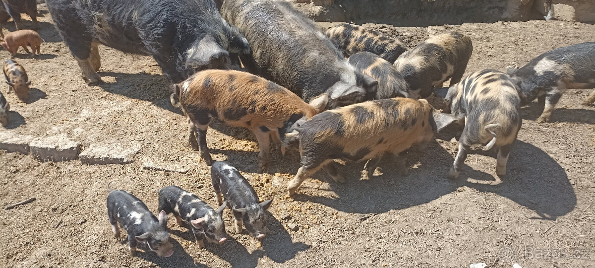 prase Kune Kune, sele,selata,prasnička,kanec,sele na gril - 2