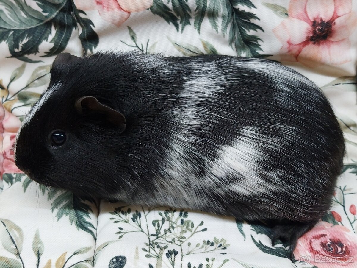 Morče, morčátko - hladké s VP - 2