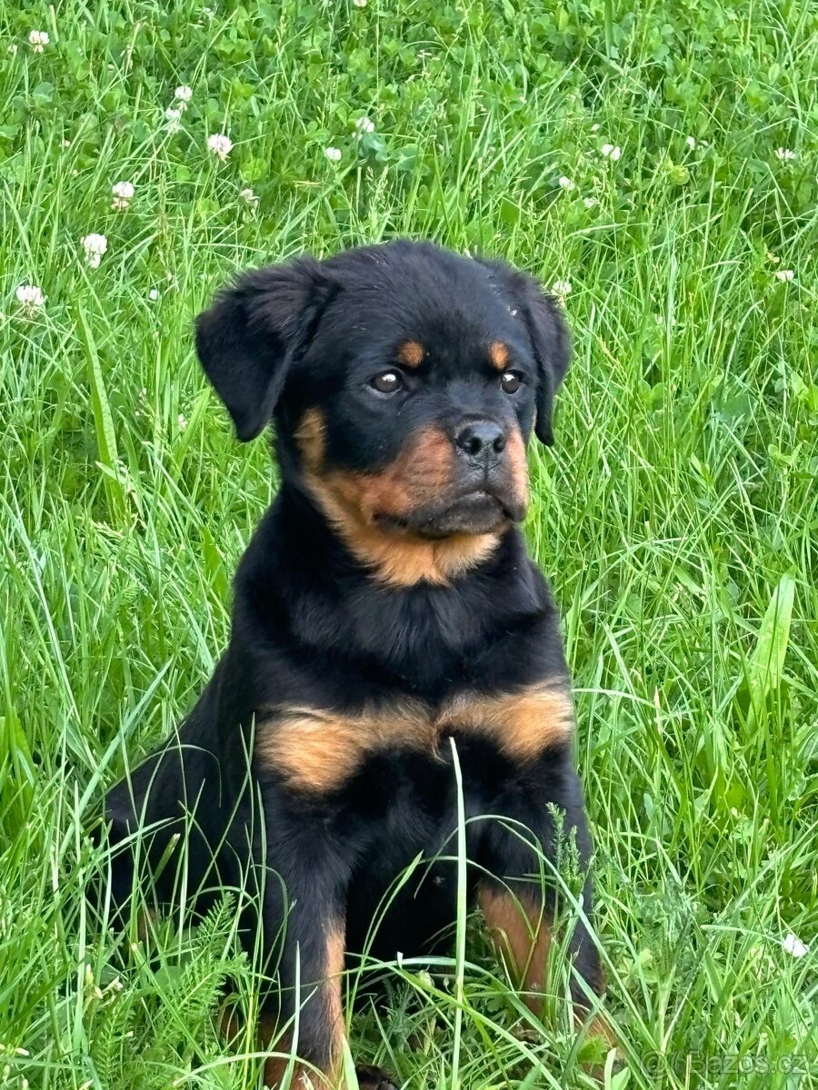 Rotvajler, rtw, rottweiler - 2