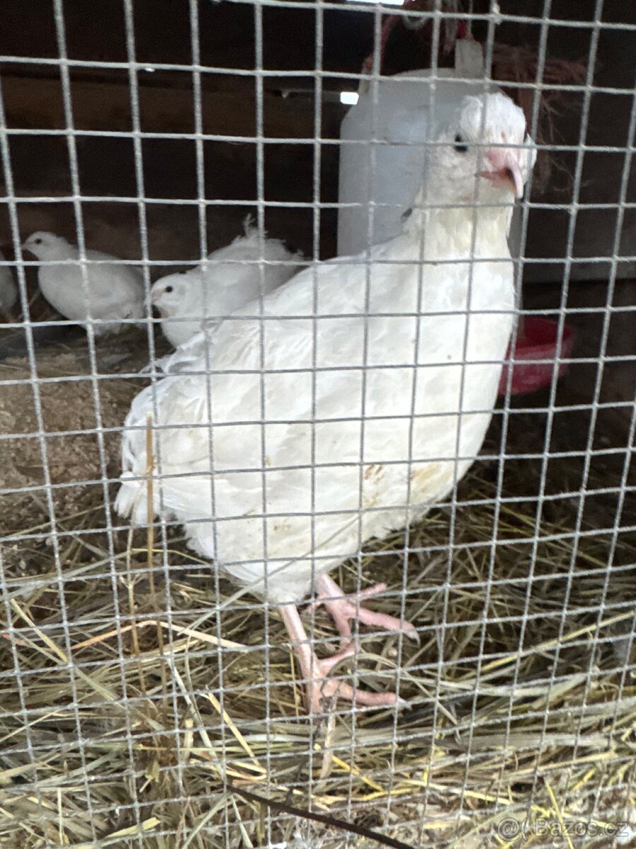 Anglická bílá krepelka - 2